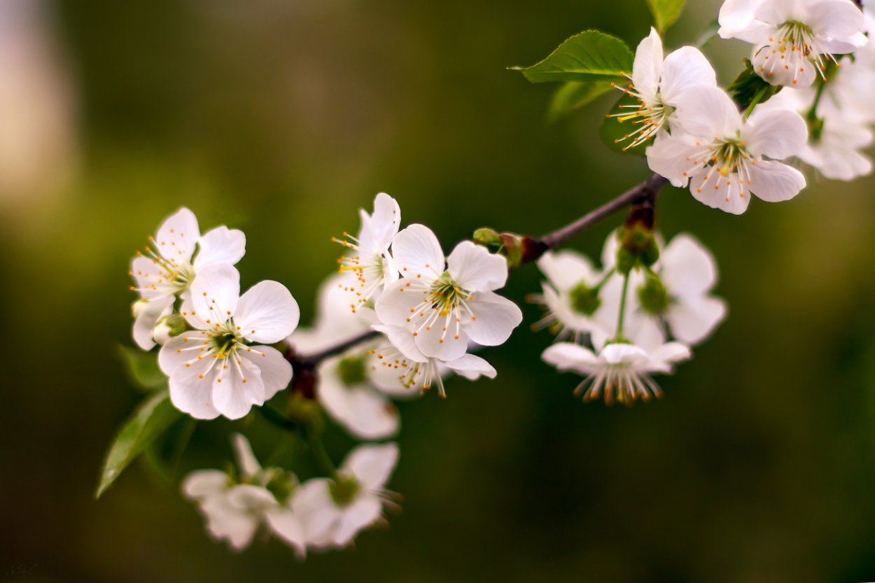Ветка цветущей черешни
