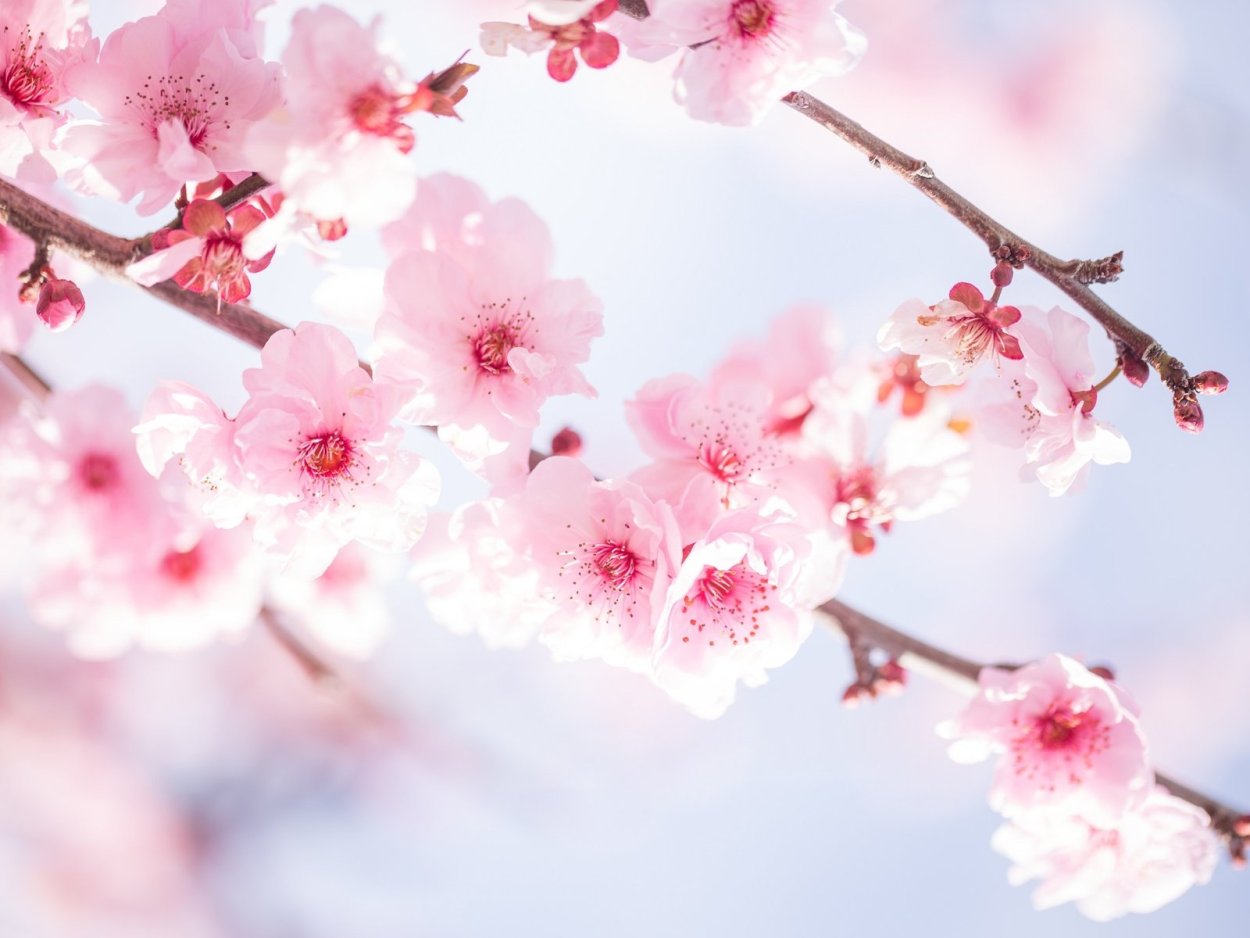 Вишня черри блоссом