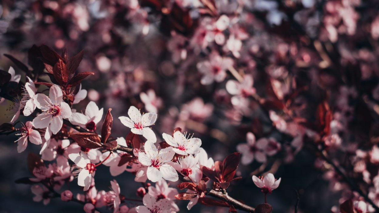 Сакура бордовая