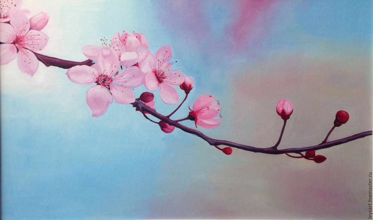 Ветка цветущей Сакуры