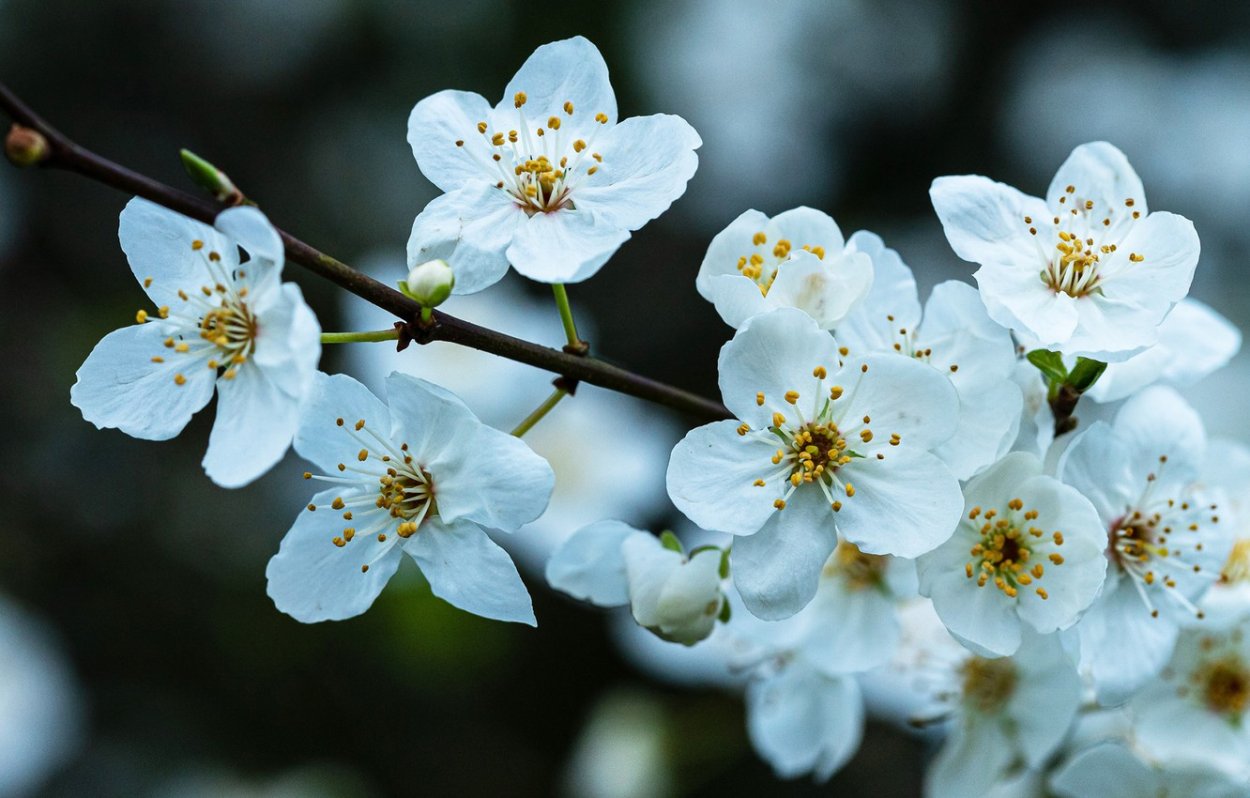 Весна цветение