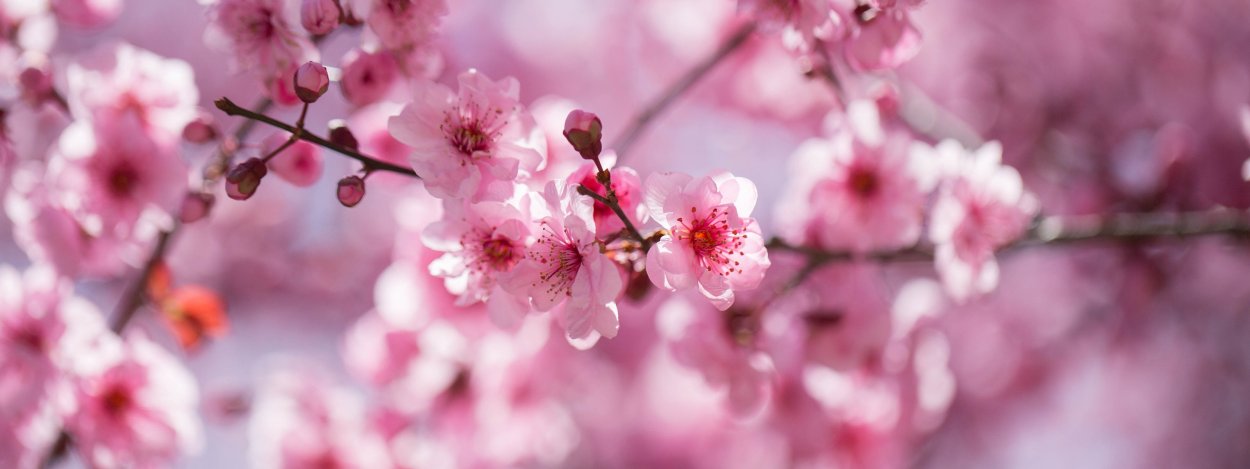 Сакура на бледно- розовом фоне