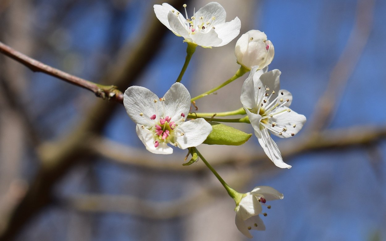Дикая вишня цветение
