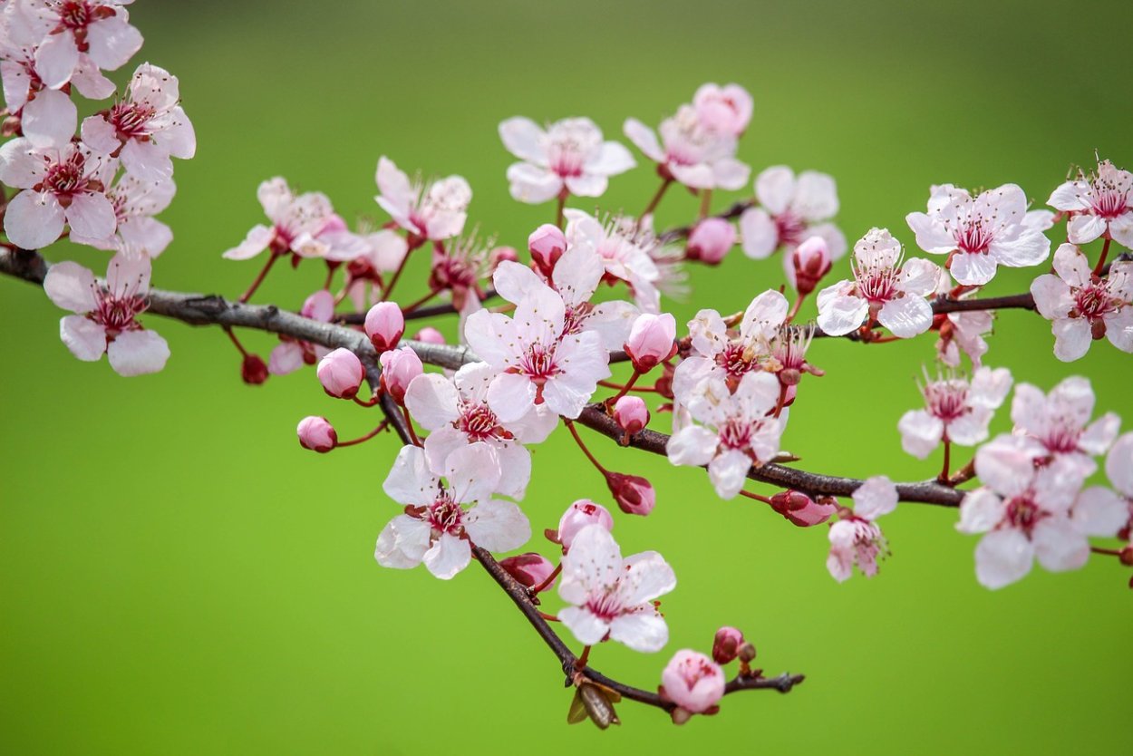 Красивая ветка