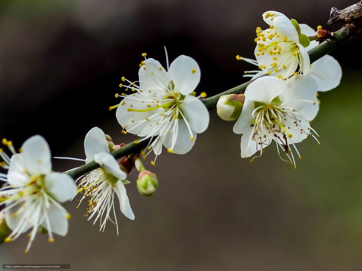 Ветка цветущей вишни