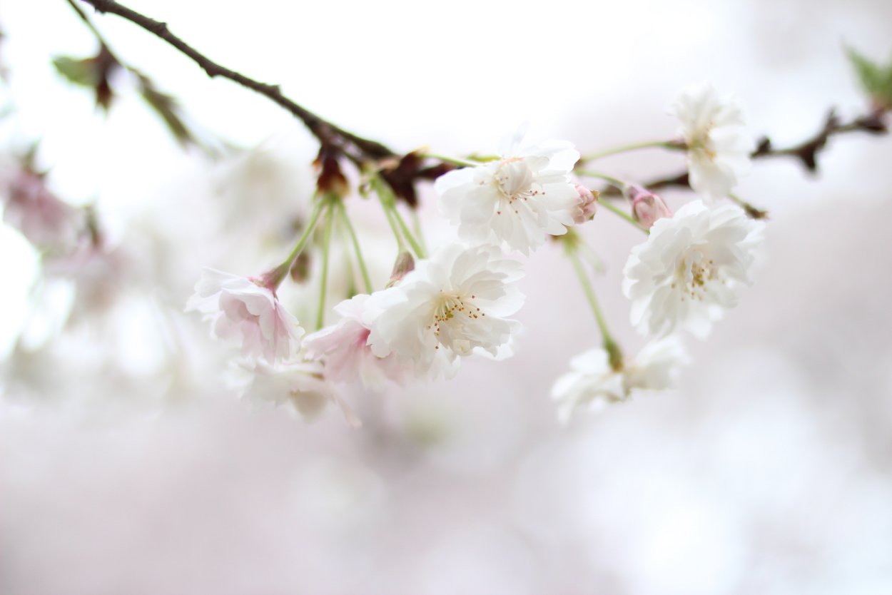 Нежная веточка