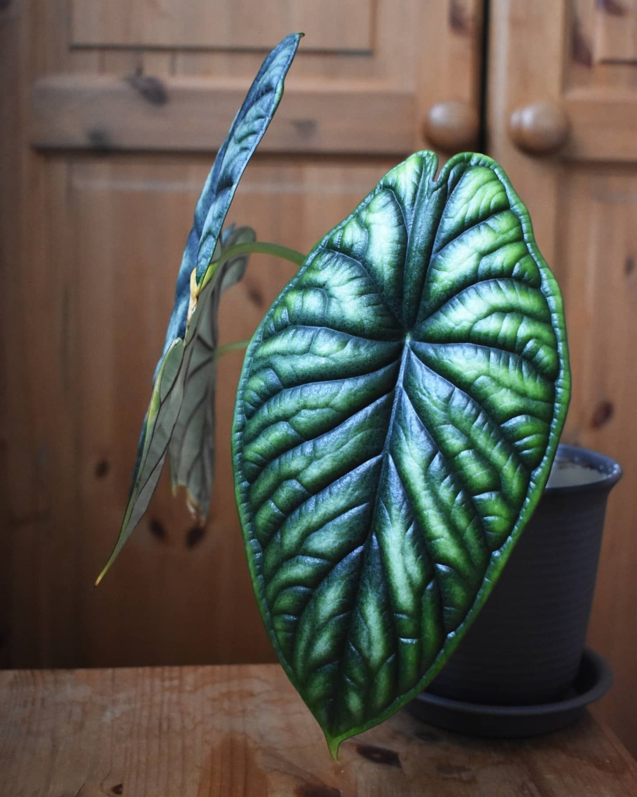 Алоказия Zebrina