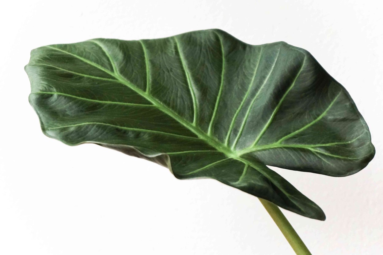 Алоказия с сердцевидными листьями