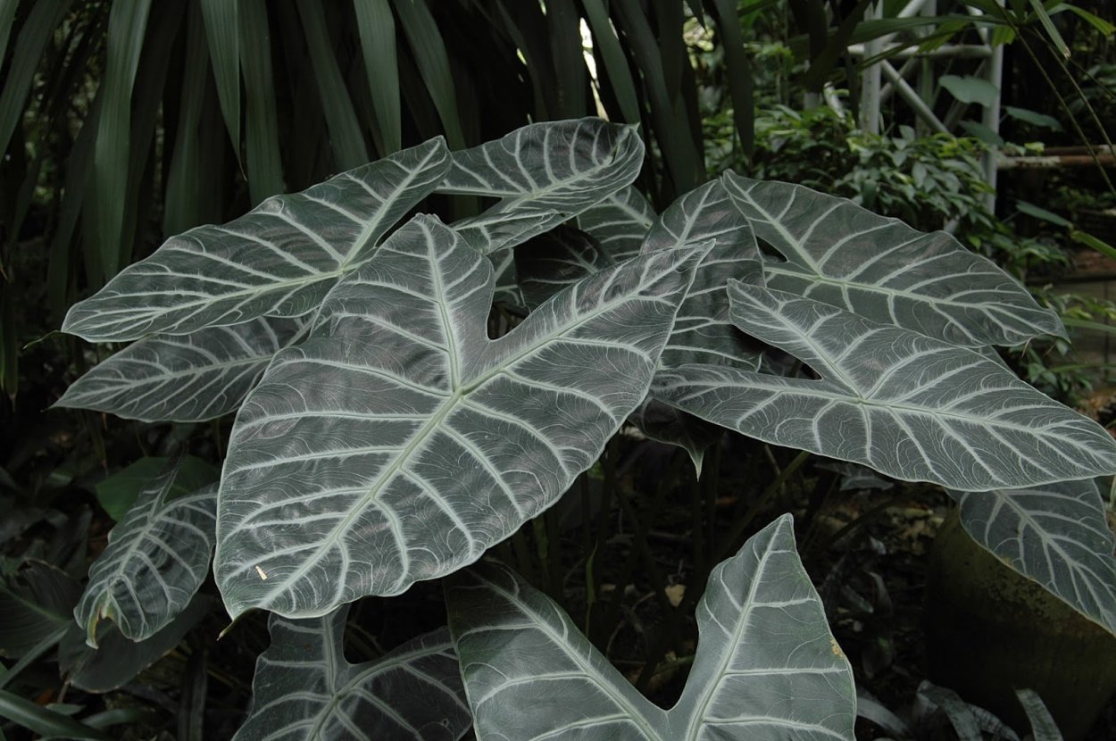 Каладиум White Christmas