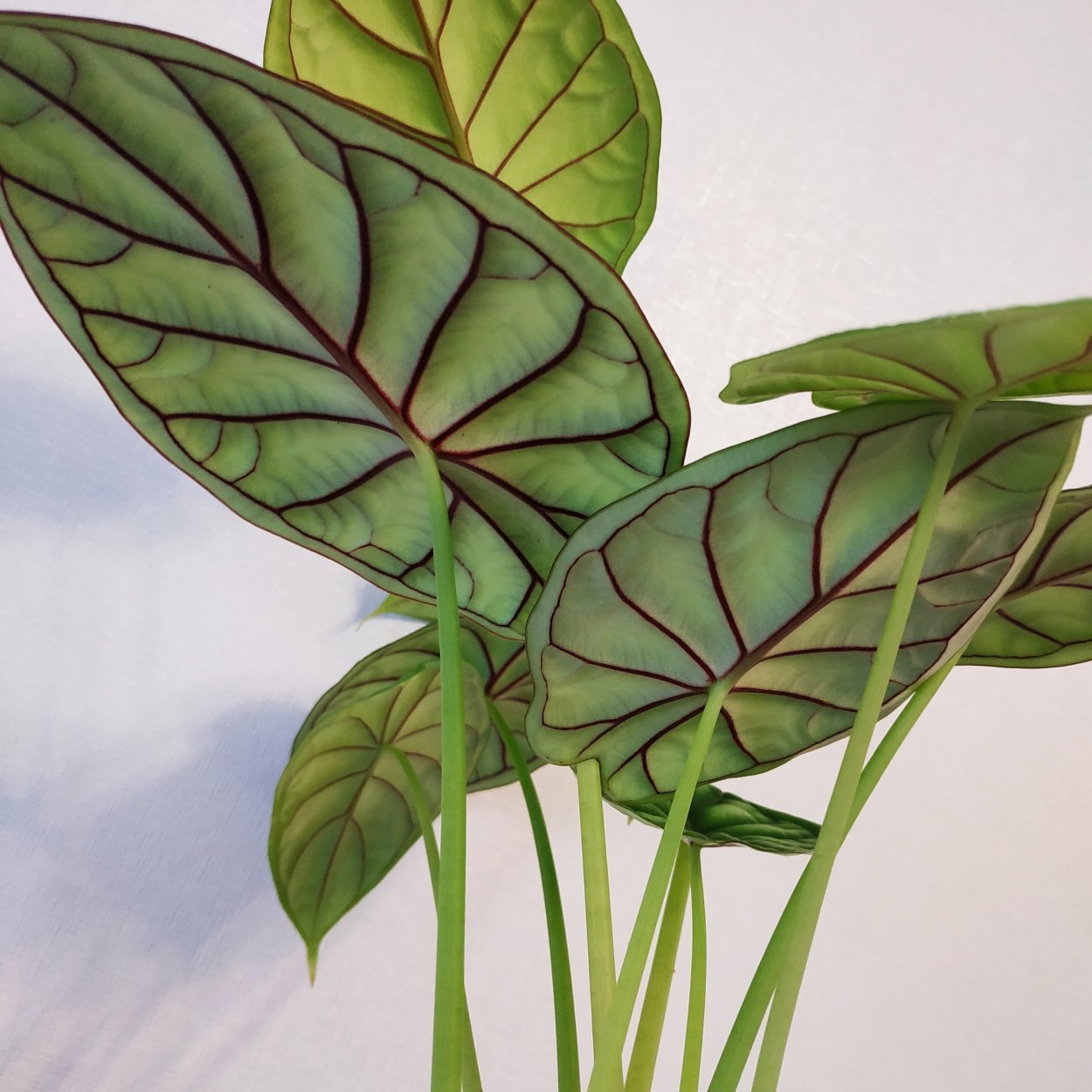 Алоказия чешуя дракона