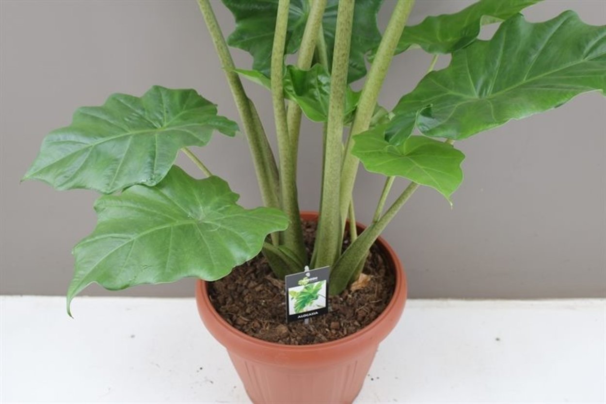 Антуриум Кларинервиум Хрустальный