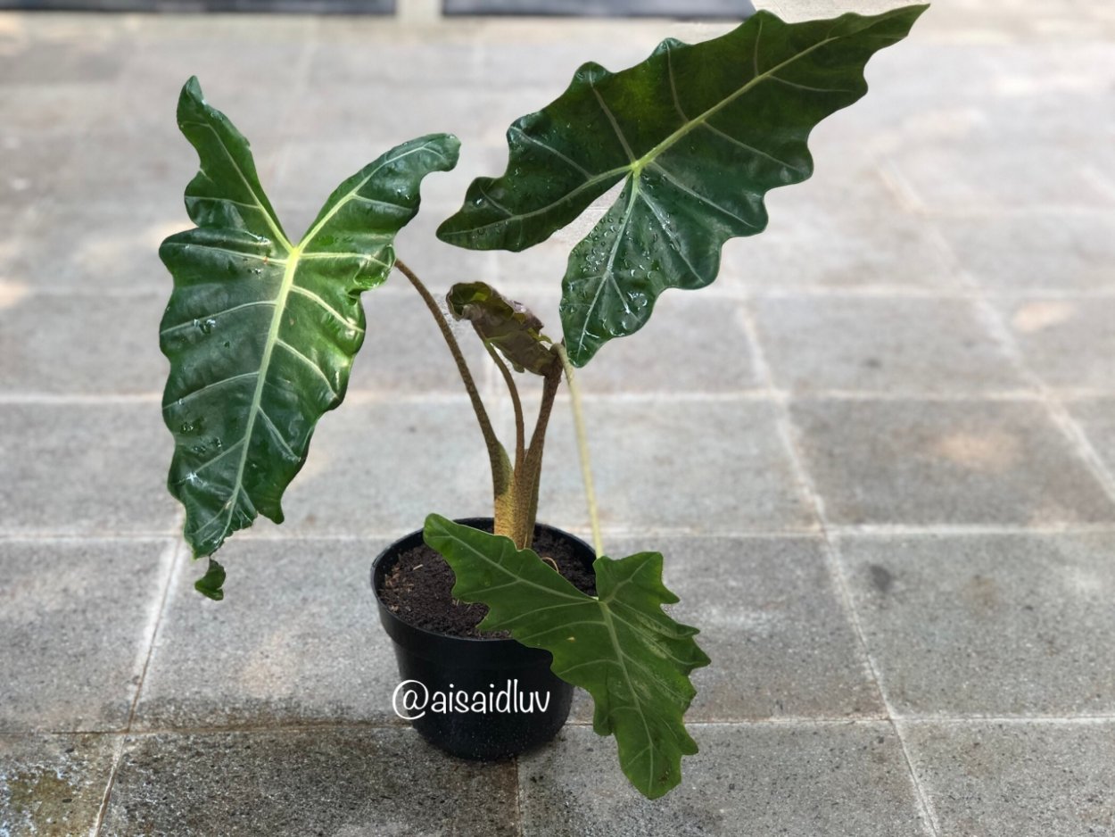 Алоказия рисунок