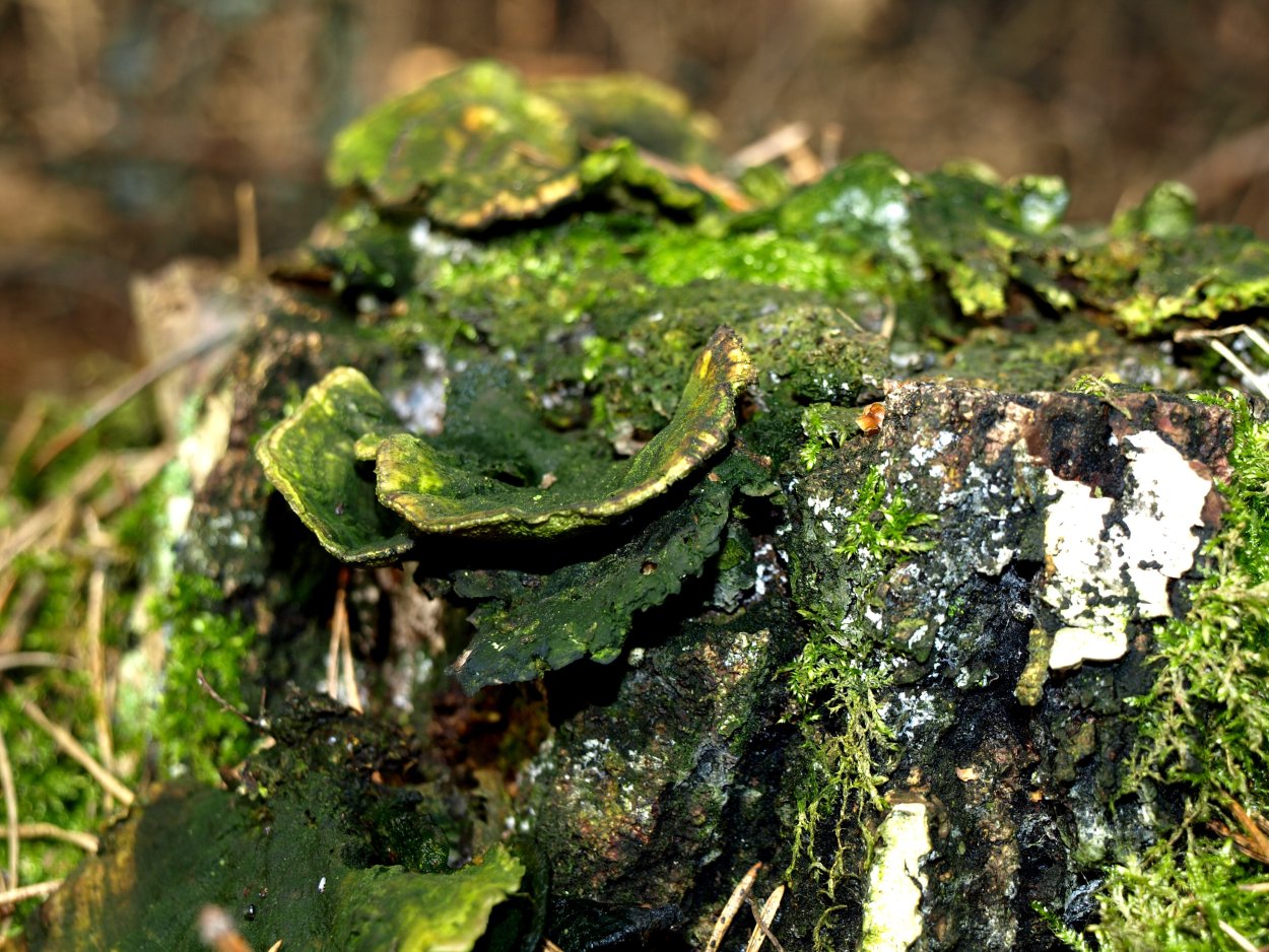 Эдафофильные водоросли(почвенные)