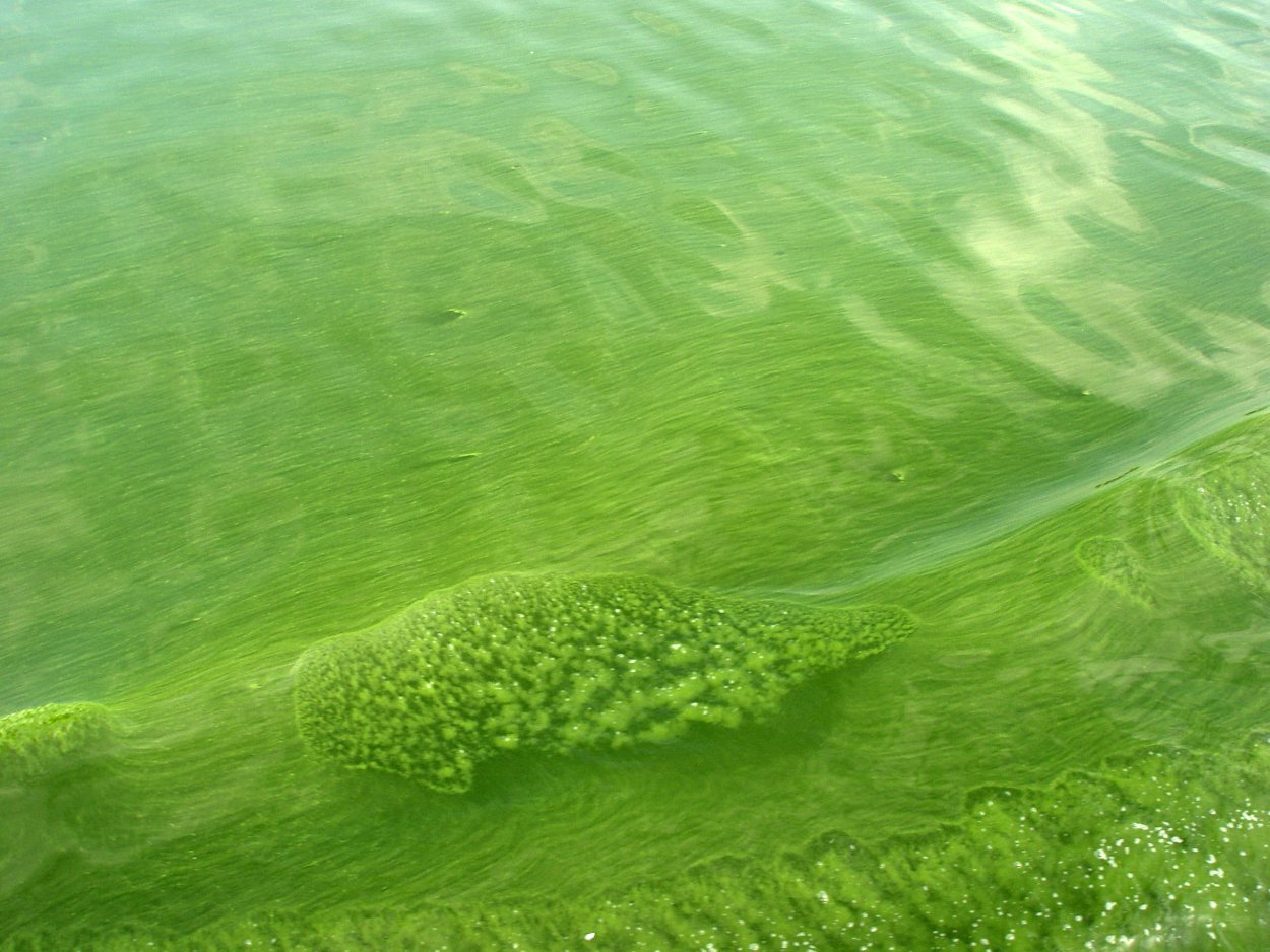 Green Wool algae