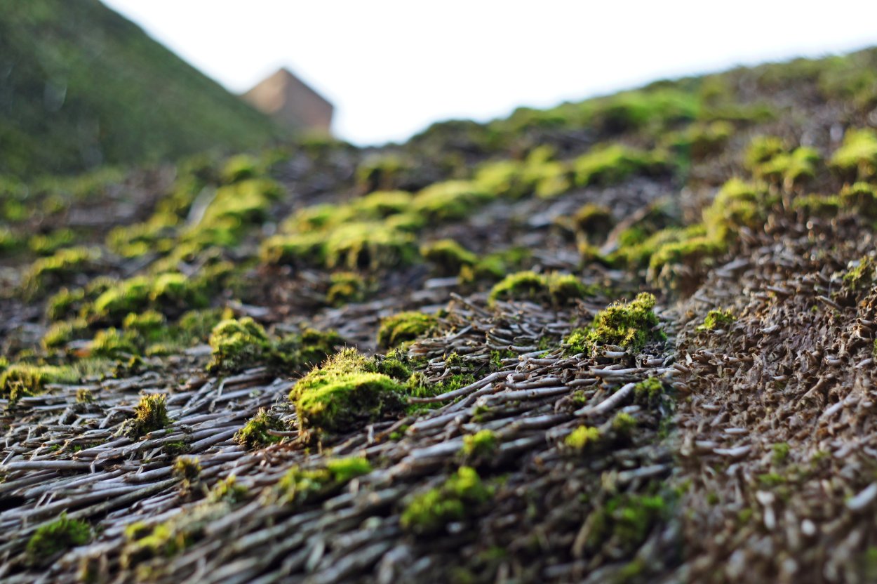 Мох на почве