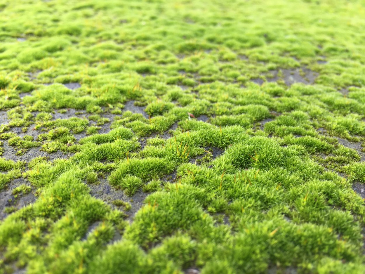 Grass Green ягель