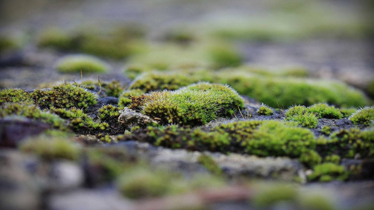 Эдафофильные водоросли