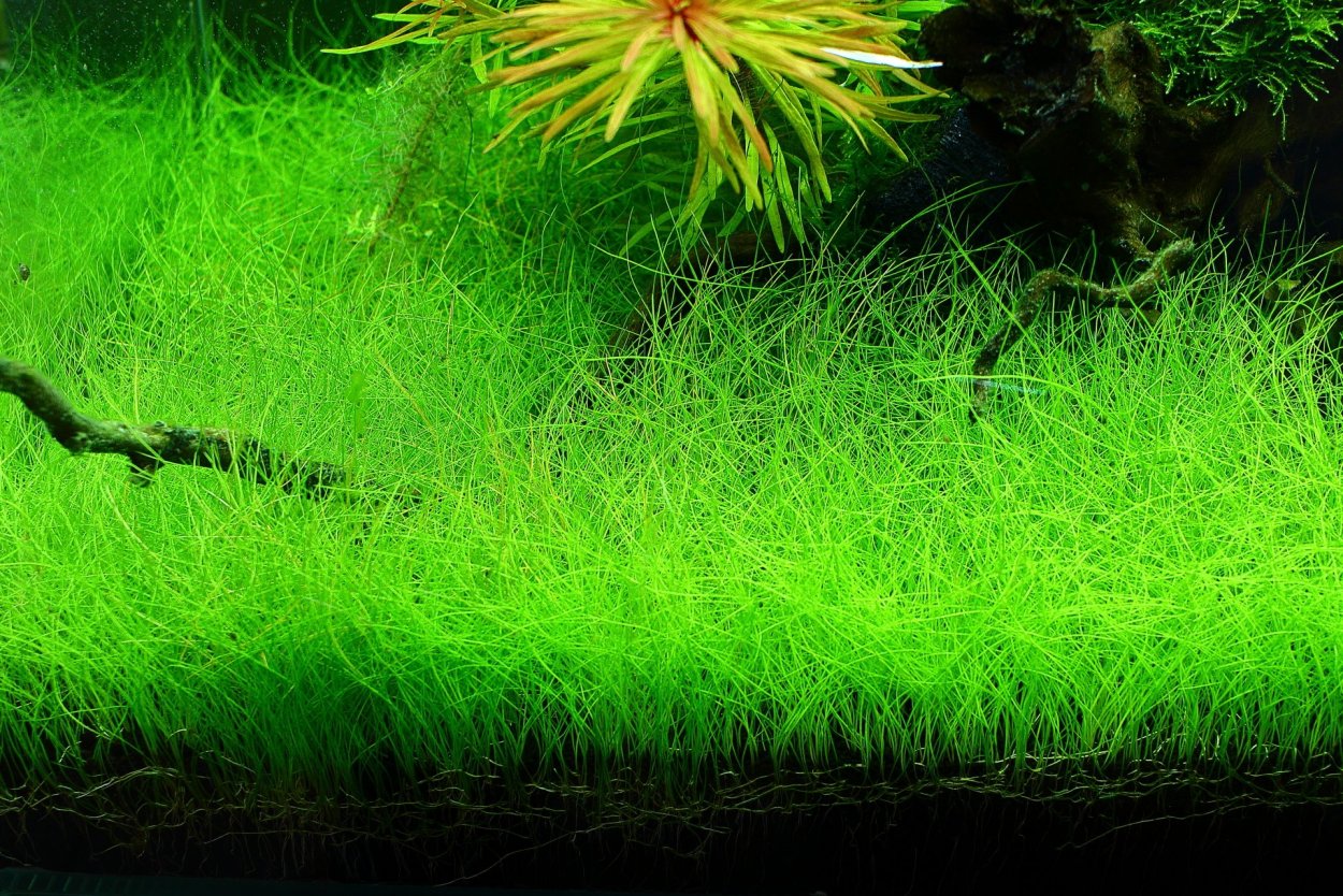 Сине-зеленые водоросли цианобактерии