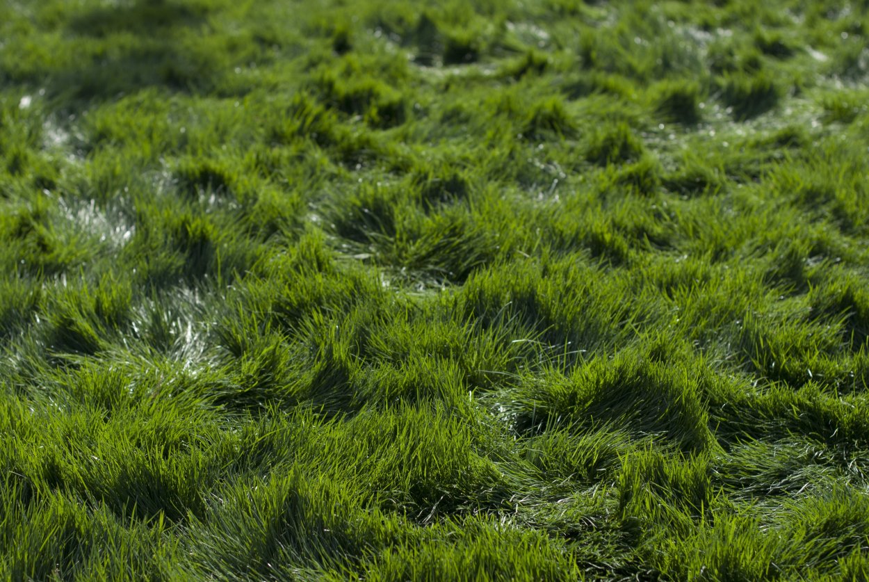 Grass Green ягель