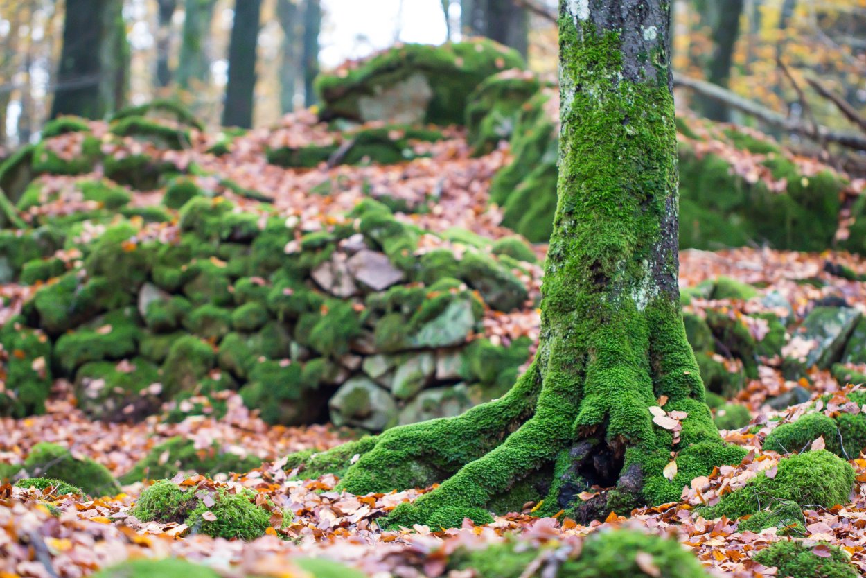 Водоросли чука в природе