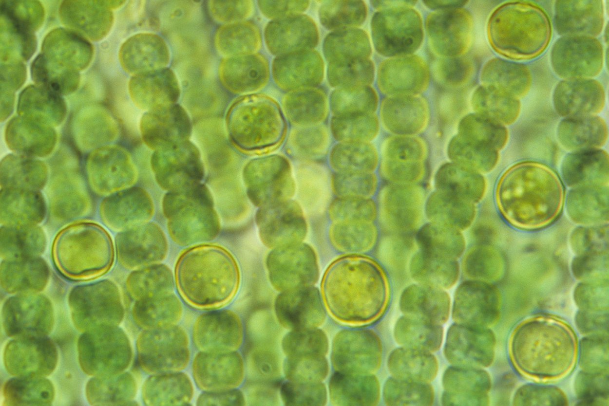 Зеленая водоросль каулерпа