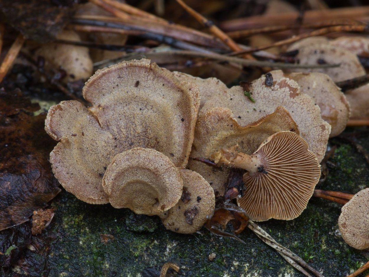 Panellus ringens