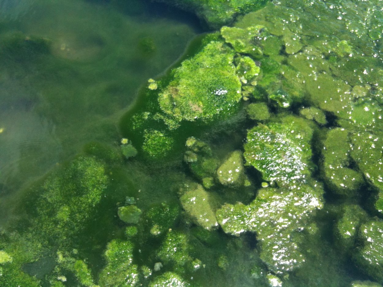 Круглые зеленые водоросли