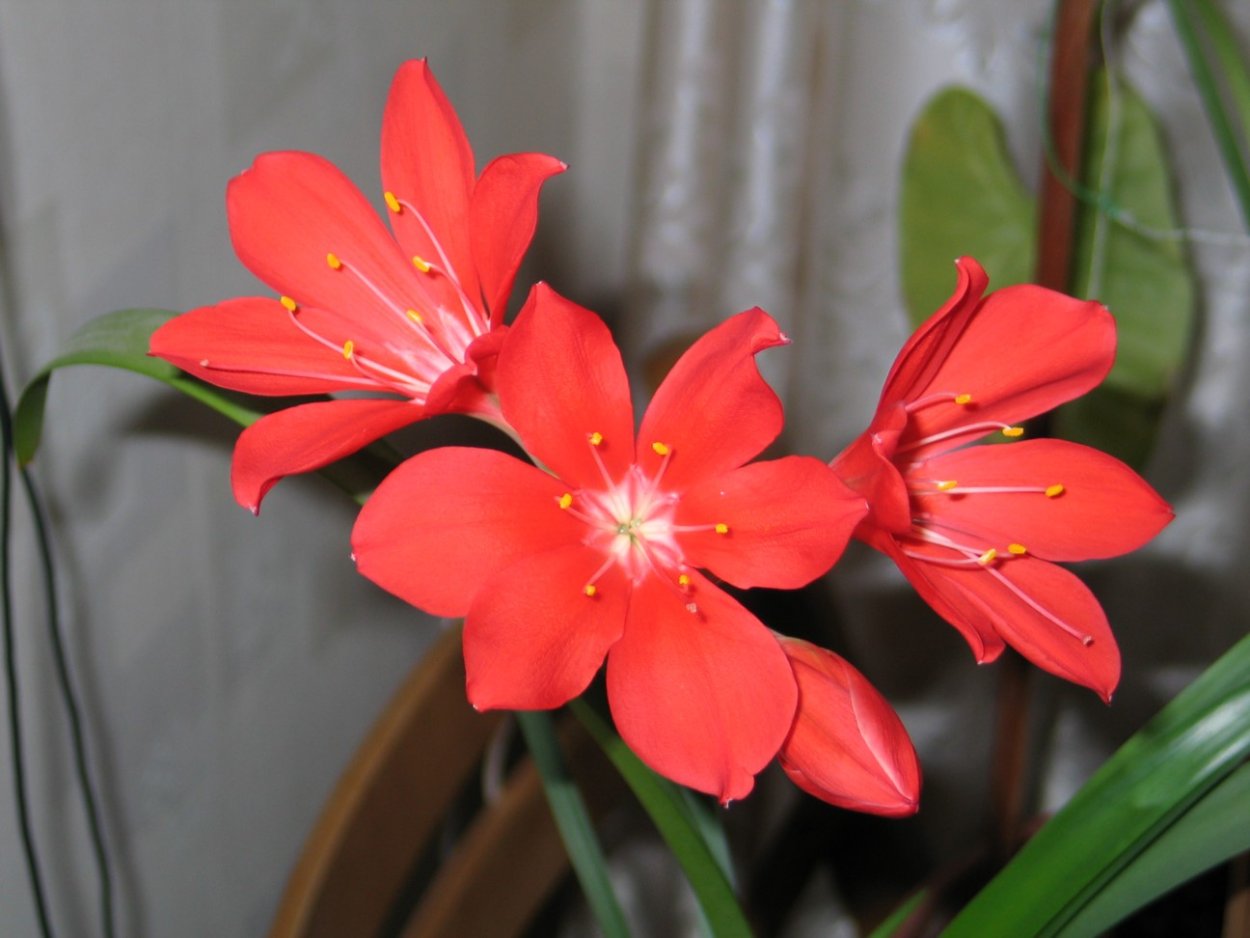 Лилия Валлота прекрасная