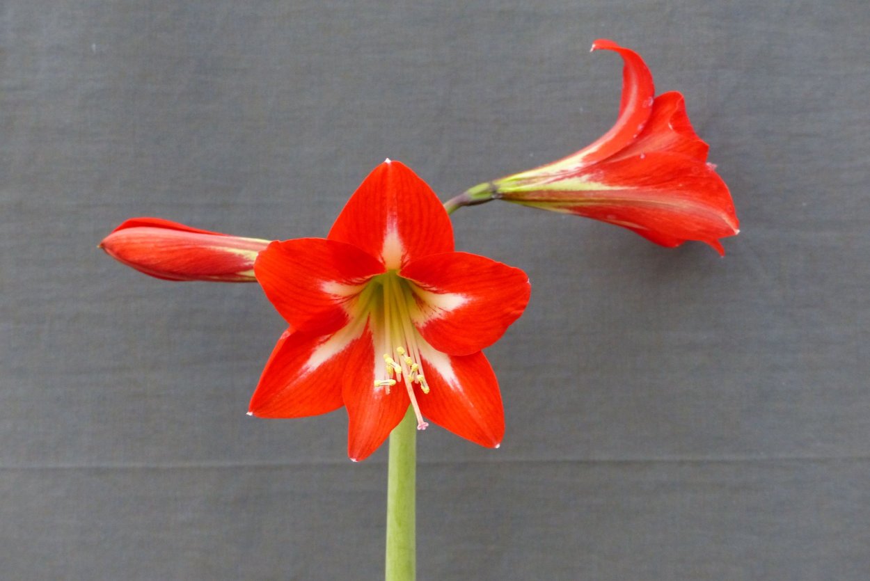 Cyrtanthus brachysiphon