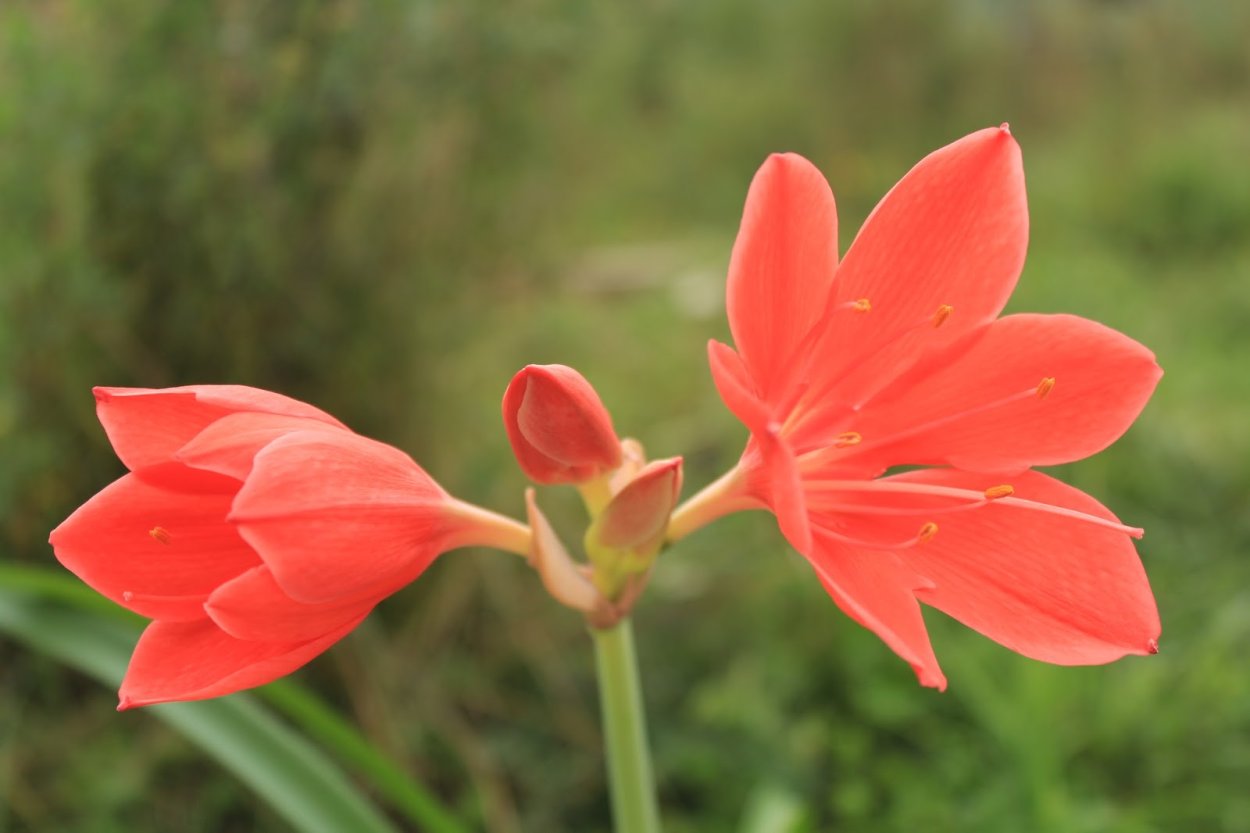 Гиппеаструм Валлота