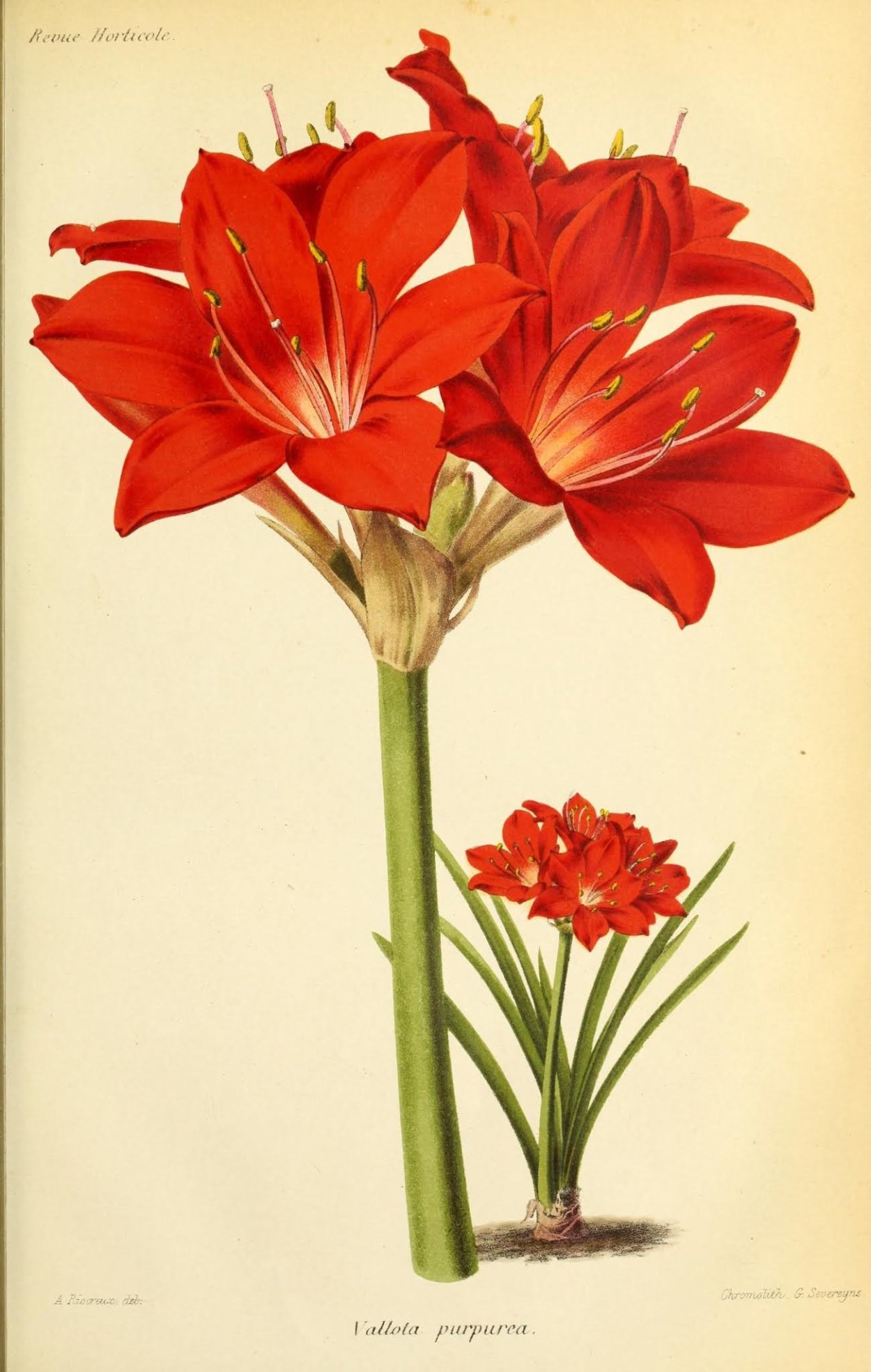 Амариллис и Валлота