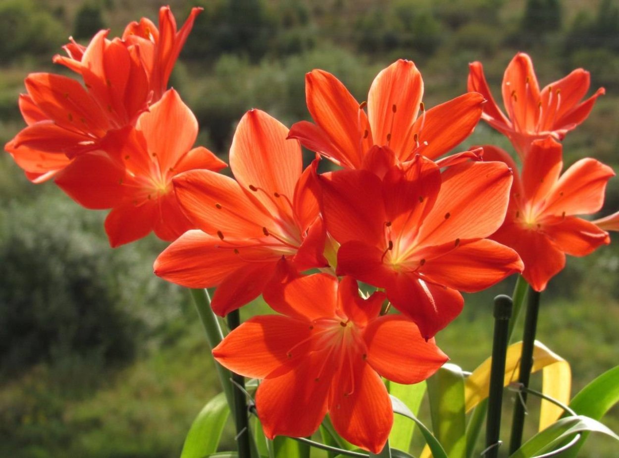 Лилия Валлота прекрасная