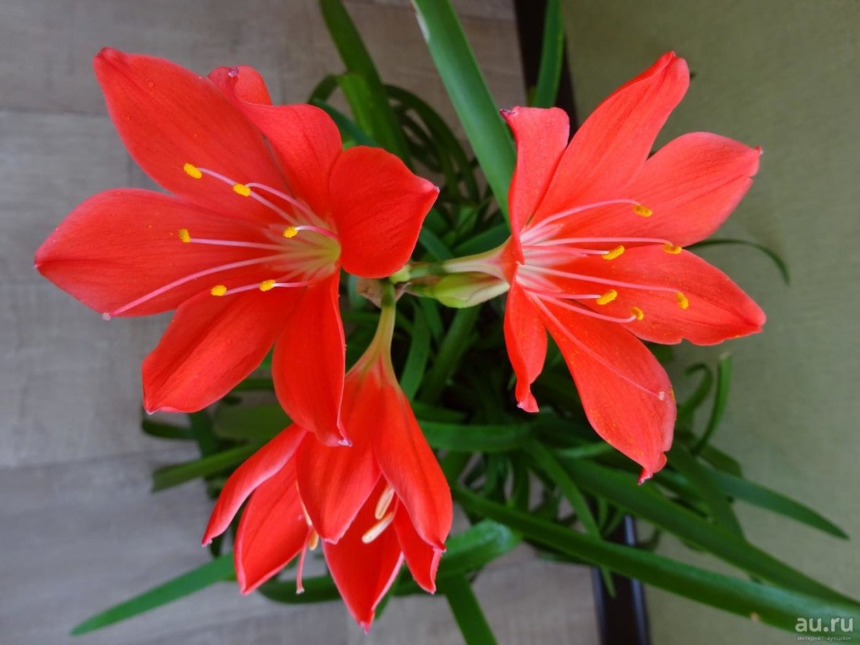 Лилия Валлота