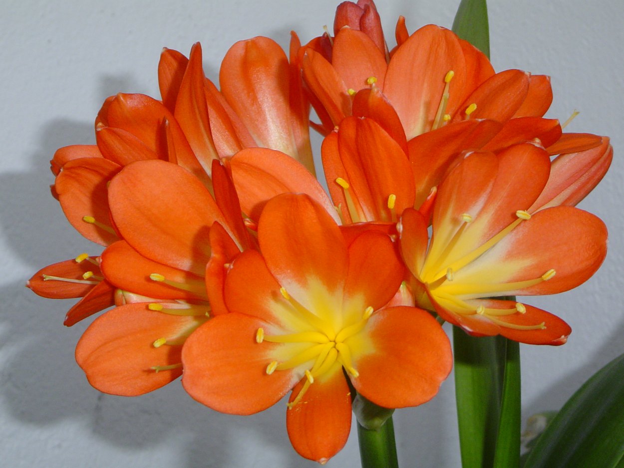 Кливия цветок