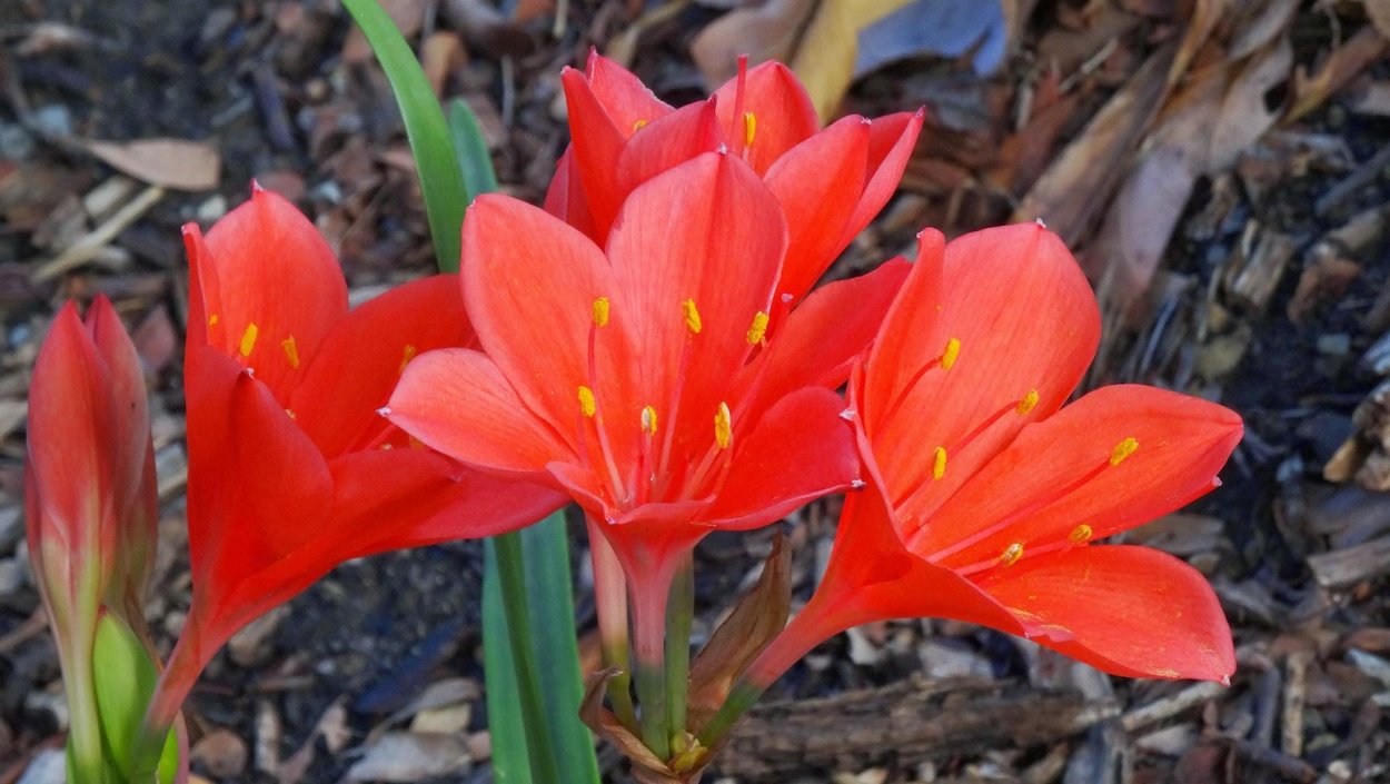 Валлота Циртантус