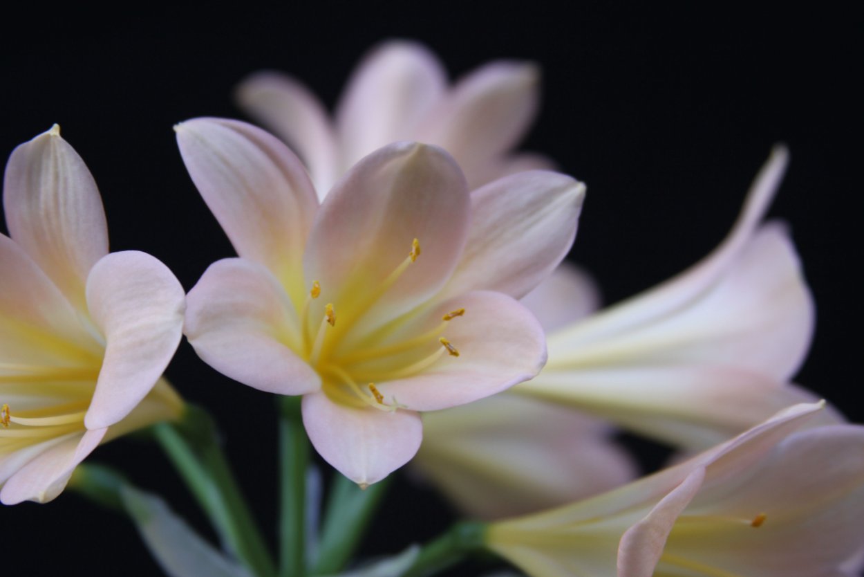 Валлота и Кливия