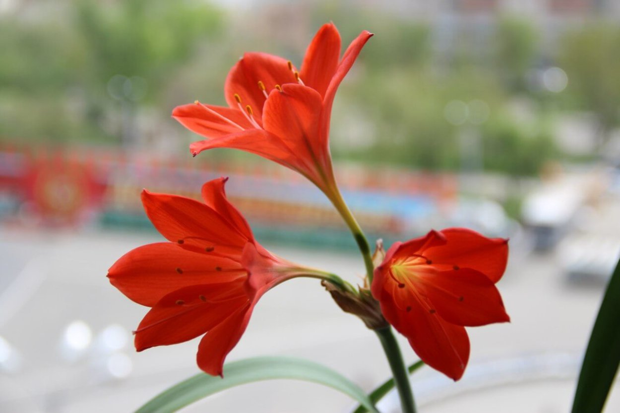 Гиппеаструм Валлота