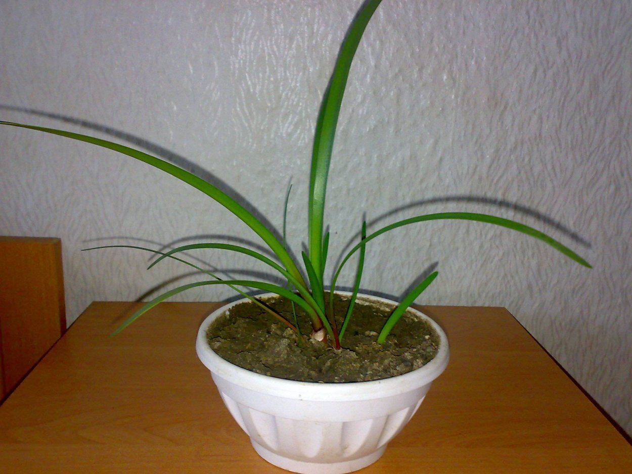 Валлота и Кливия