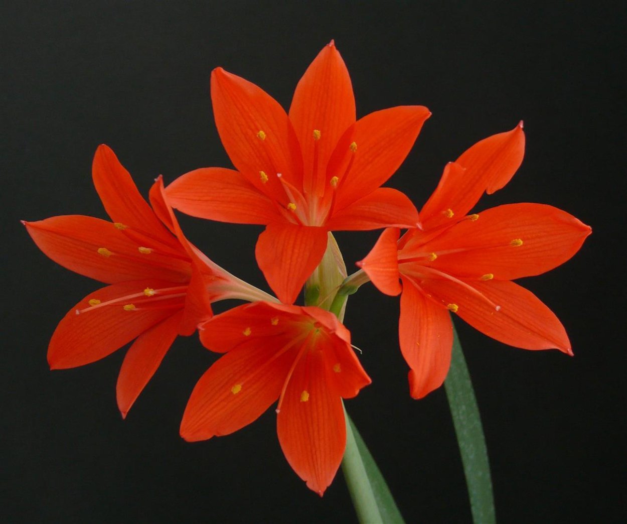 Валотта пурпурная