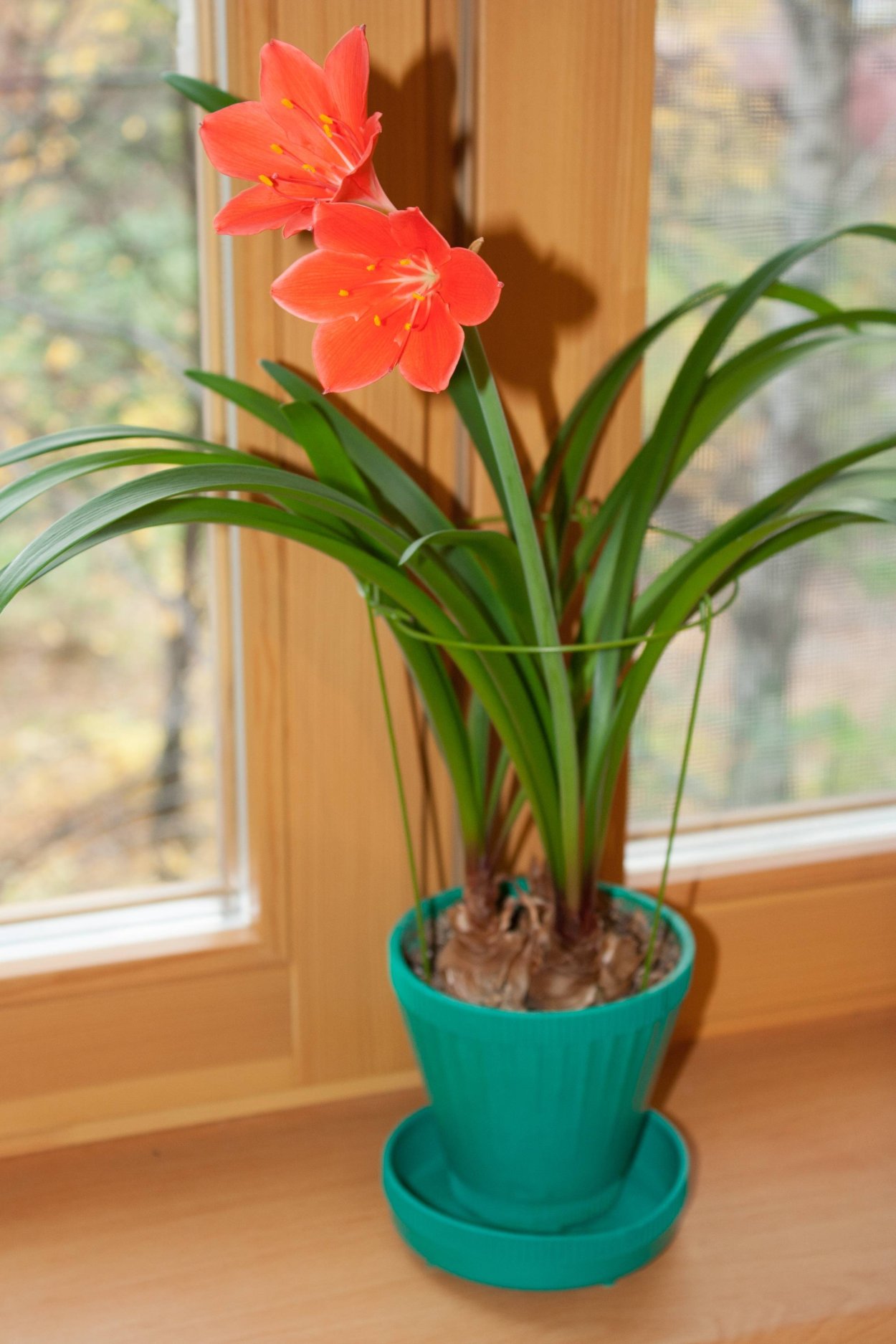 Валлота пурпурная