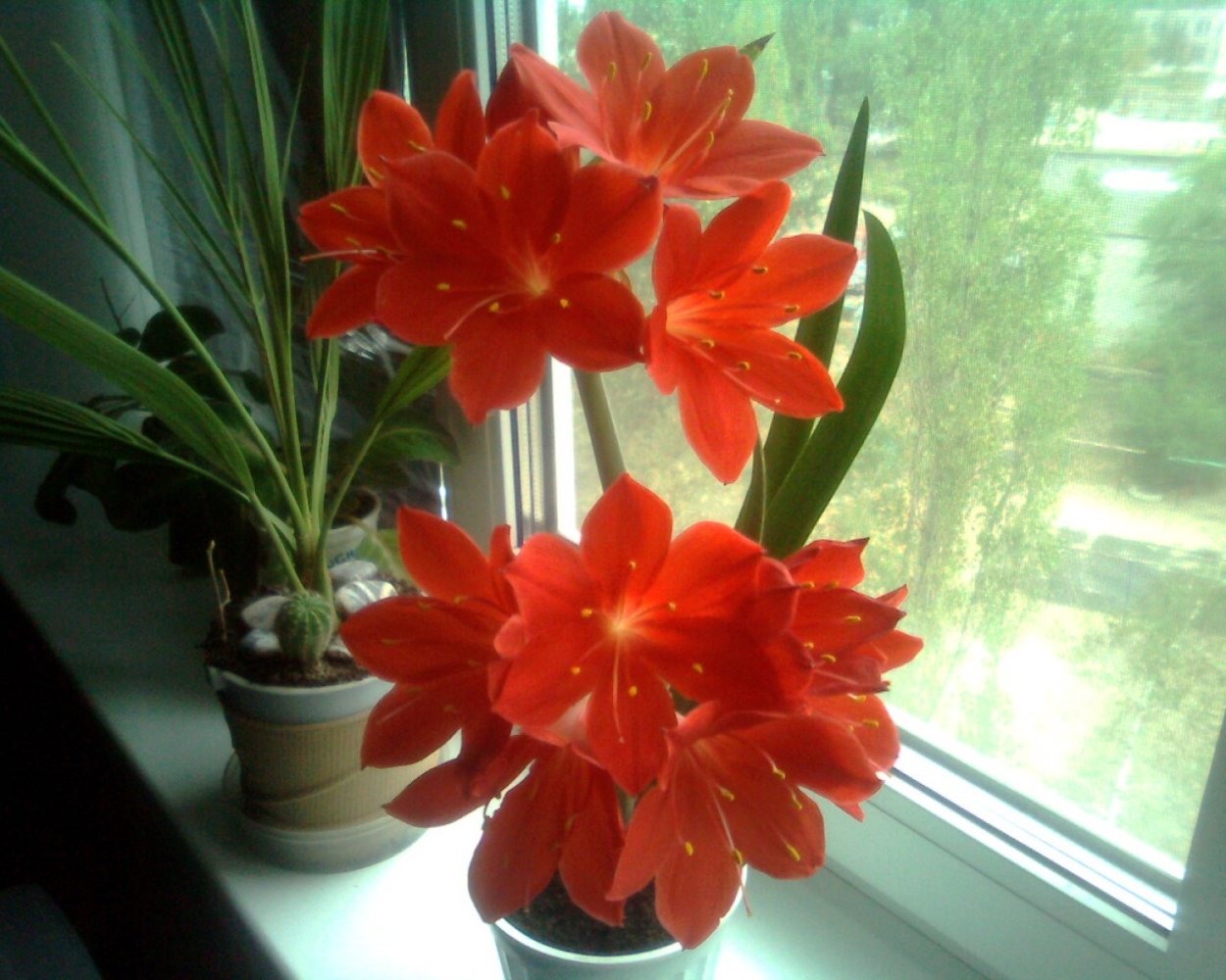 Комнатная Лилия Валлота