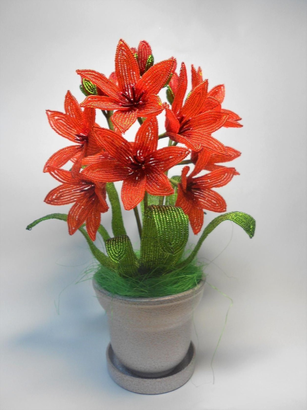 Валлота корни