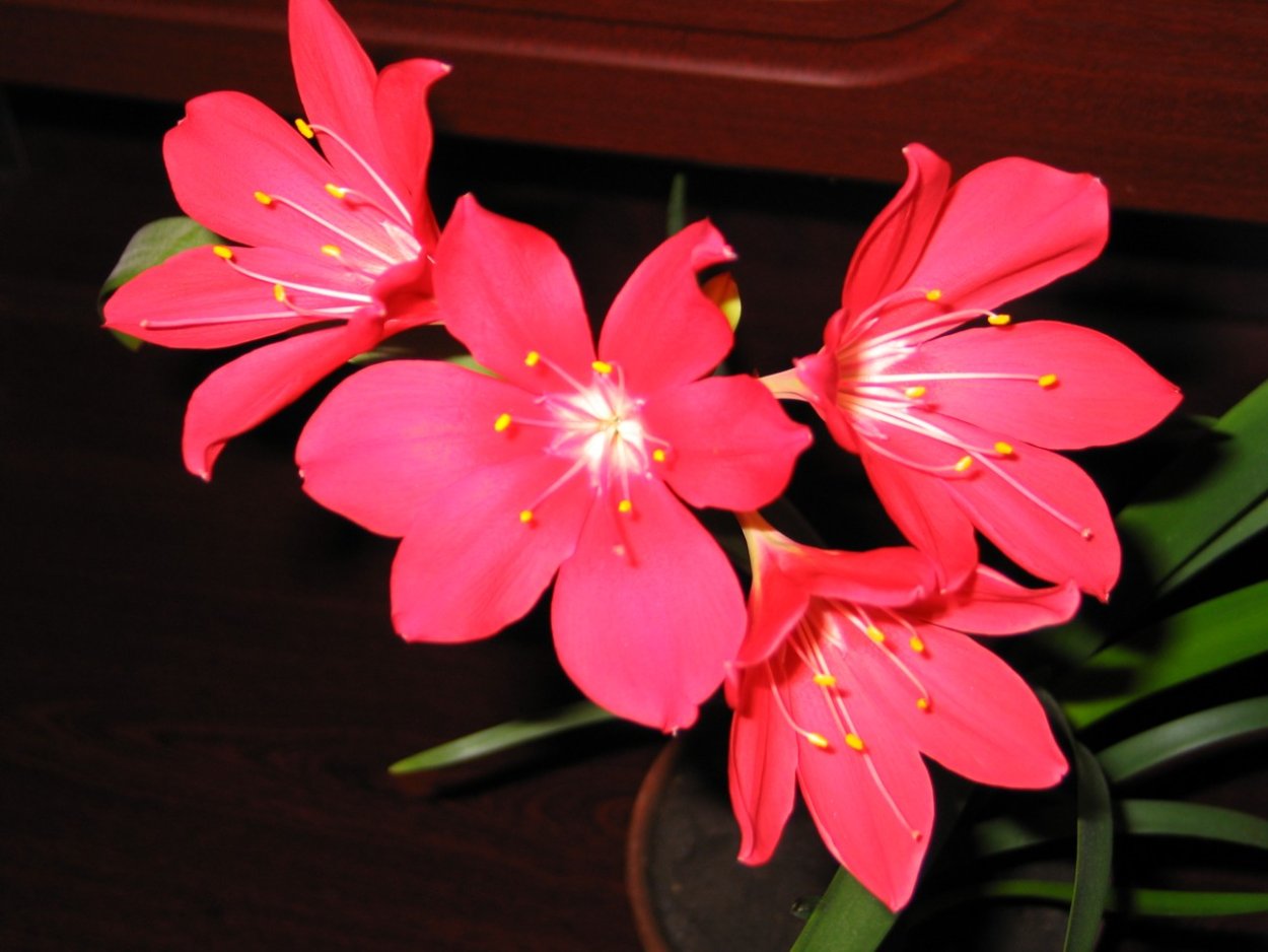 Валотта пурпурная