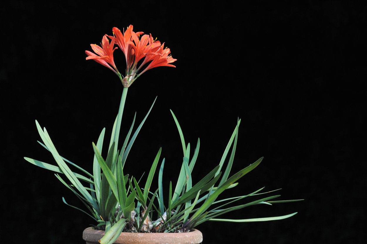 Валлота прекрасная ( Циртантус)