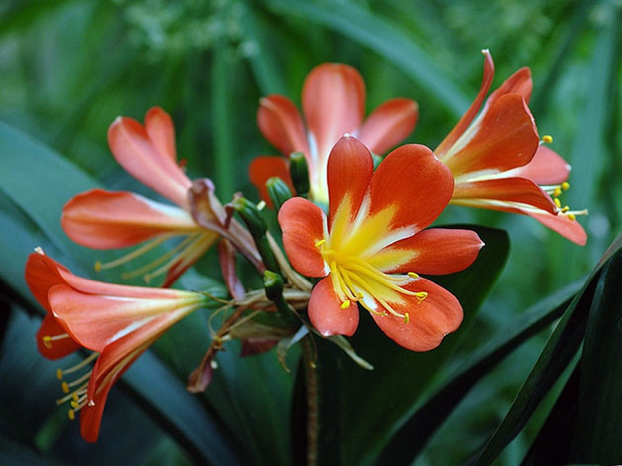 Кливия прекрасная Clivia Nobilis