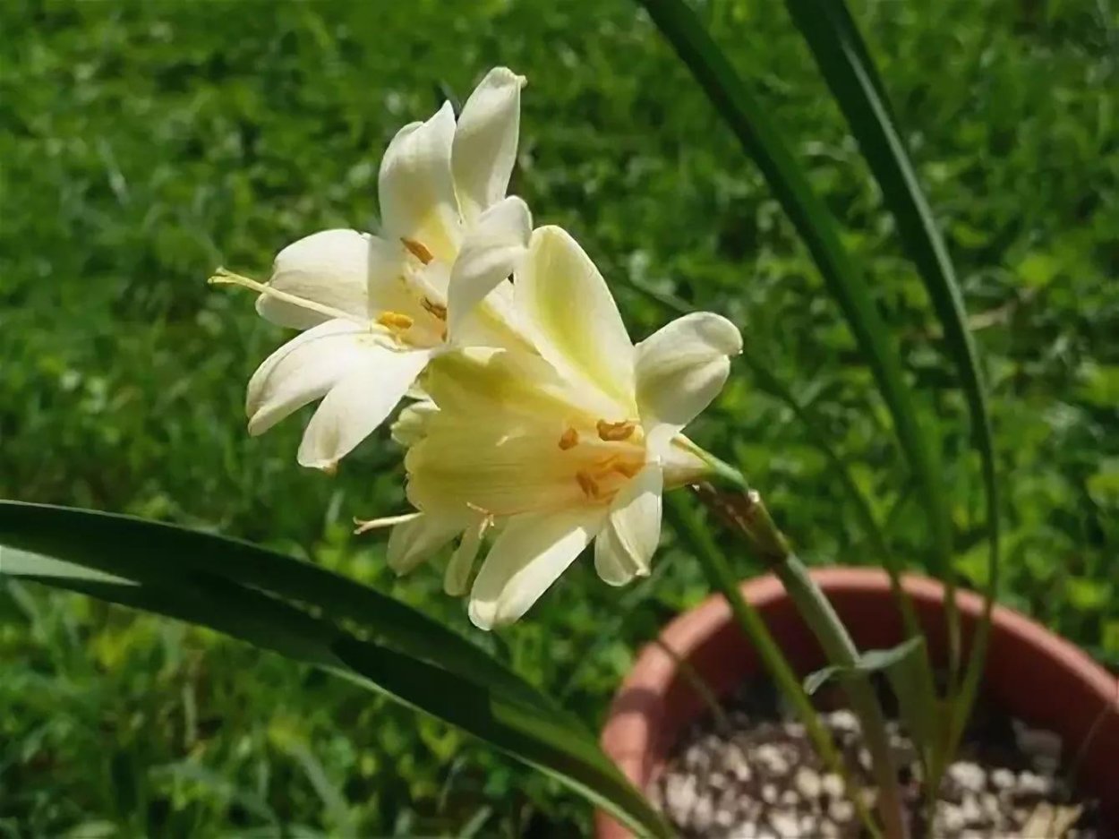 Кливия / Clivia