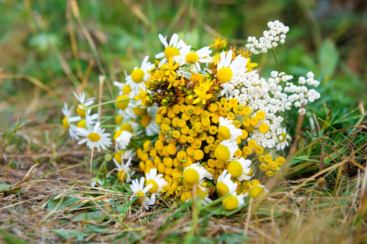 Ромашка Полынь пижма