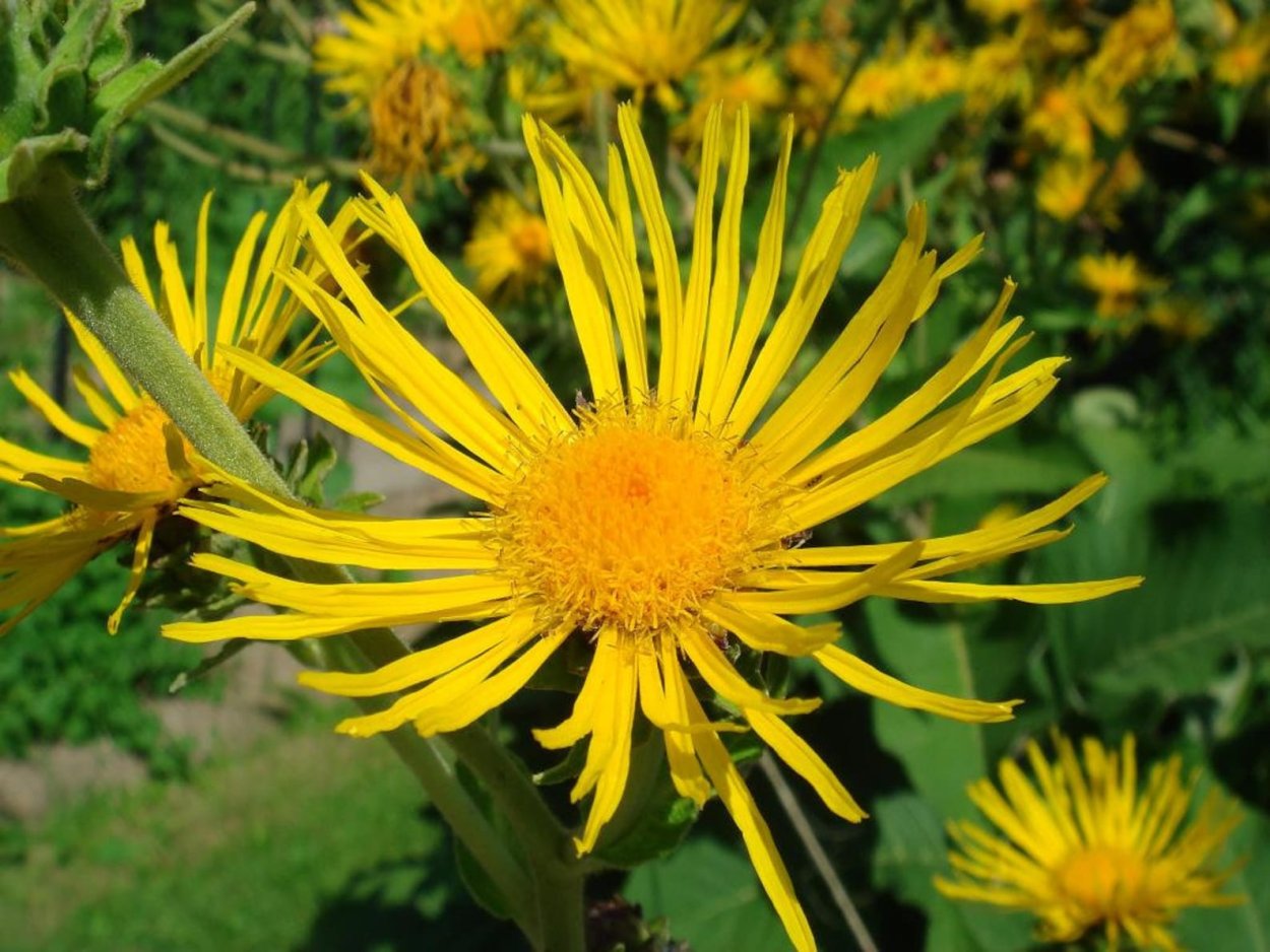 Девясил полевой