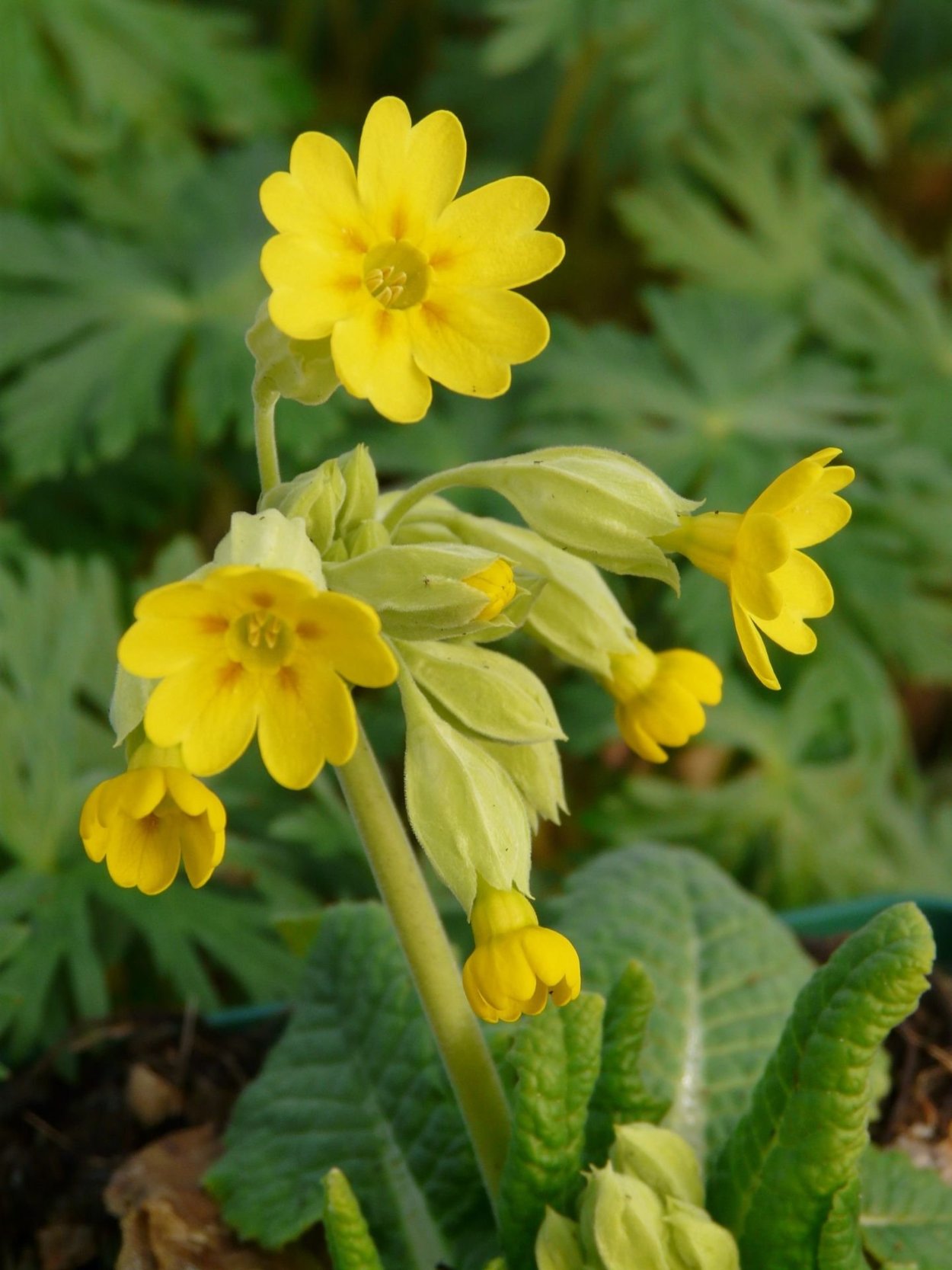 Примула Верис