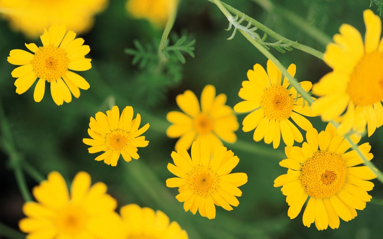 Желтые полевые Астровые